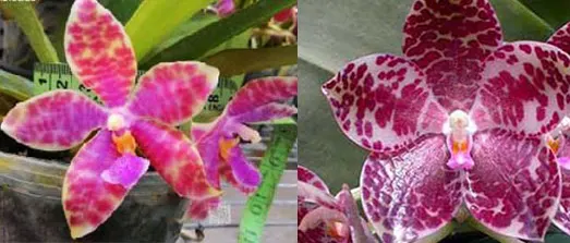 Phalaenopsis Joy Micholuedde x gigantea