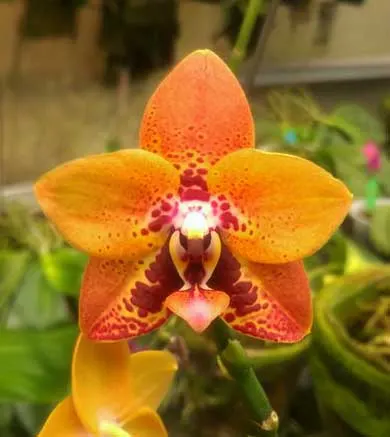 Phalaenopsis Zheng Min Anaconda 'Chienlung #01'