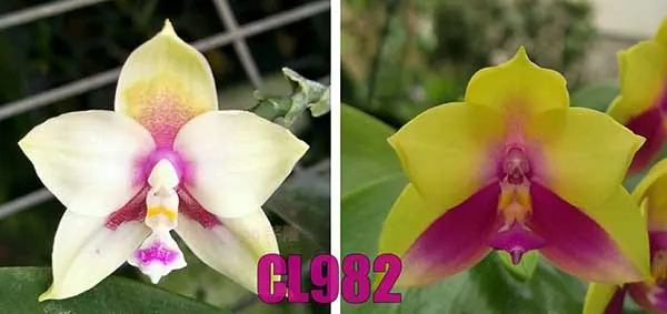 Phalaenopsis Yaphon 'Oh Mygod' x Chienlung 'Happy Queen'