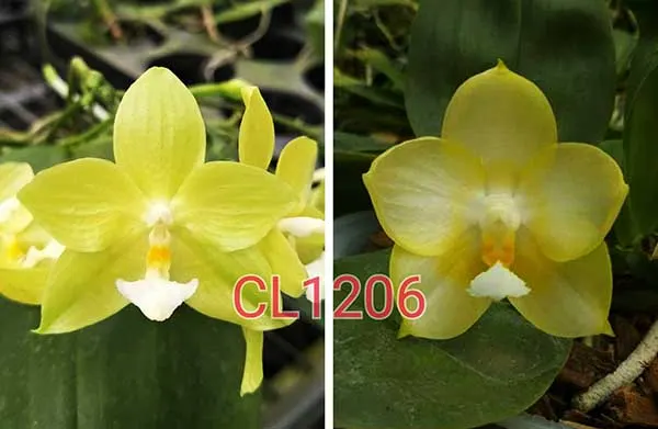 Phalaenopsis Chienlung Green Parrot