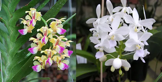Aerides houlletiana x  Phalaenopsis equestris alba