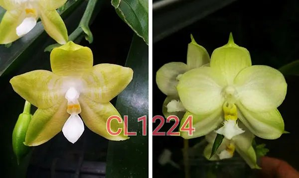 Phalaenopsis Chienlung Azure Dragon
