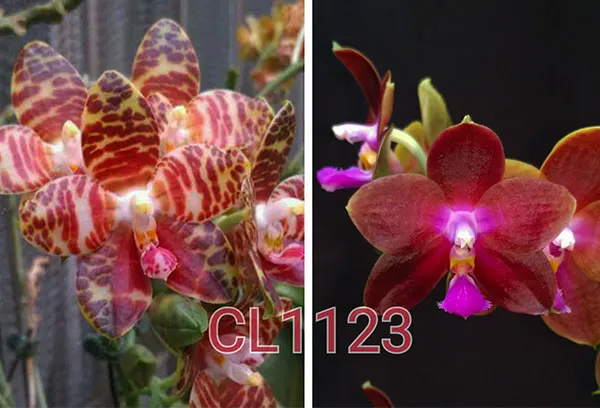 Phalaenopsis Chielung Kingdom