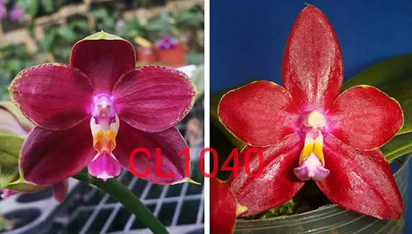 Phalaenopsis Chienlung Kaiulani