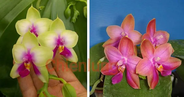 Phalaenopsis  bellina x Zuma's Garnet