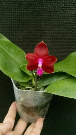 Phalaenopsis Palace Reef  'AL' (MC)