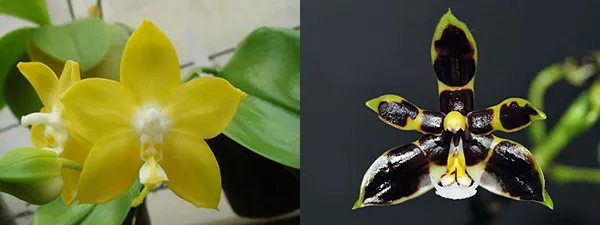 Phalaenopsis Nobby's Green Eagle x mannii black