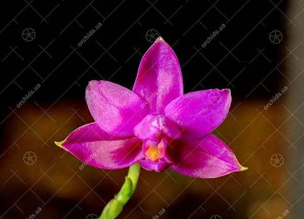 Phalaenopsis Sogo Ember x violacea indigo
