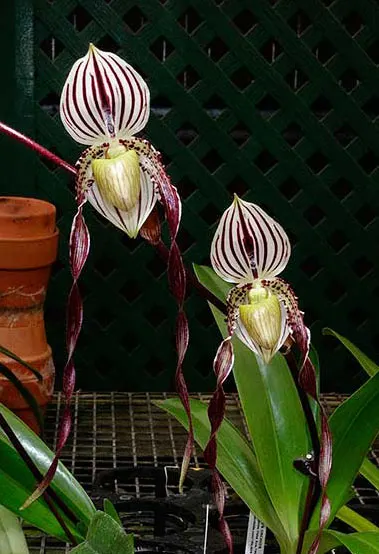 Paphiopedilum philippinense var roebelenii