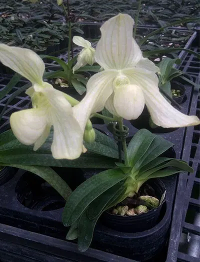 Paphiopedilum godefroyae alba x philippinense alba