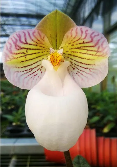 Paphiopedilum micranthum eburneum