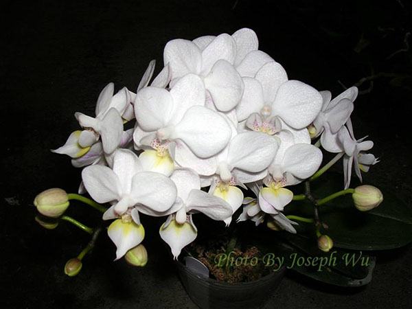 Phalaenopsis Liu's Rainbow alba 'Joseph Wu'