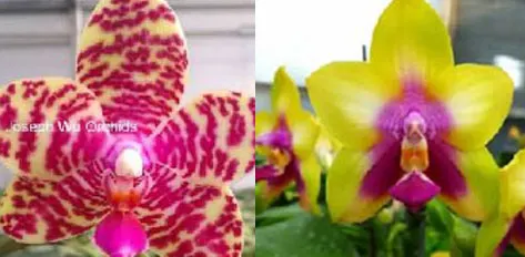 Phalaenopsis Joy Spring Tina x LD's Bear Queen