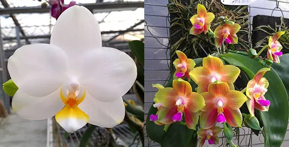 Phalaenopsis Joy Spring Venus x Joy Spring Canary 'Orange'