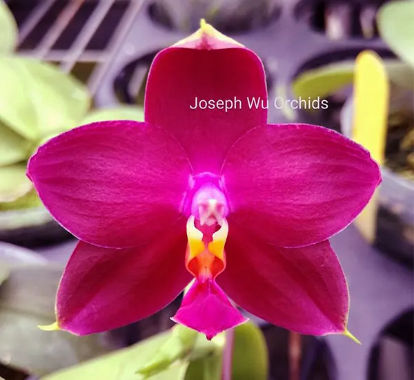 Phalaenopsis Joy Viol Kaiulani (Sogo Kaiulani x violacea indigo)