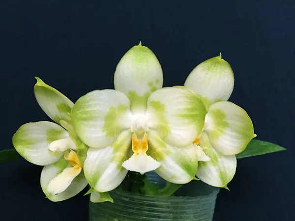 Phalaenopsis Joy Spring Canary 'Green Lotus'