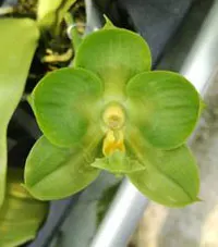 Phalaenopsis Joy Spring Canary 'Green Lotus'