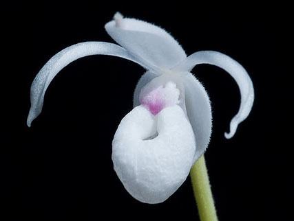 Mexipedium xerophyticum