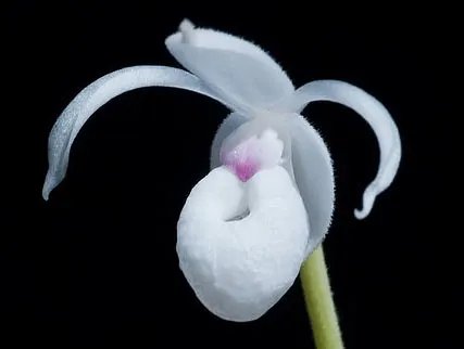 Mexipedium xerophyticum