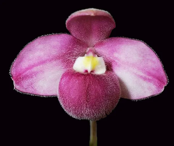 Phragmipedium fischeri