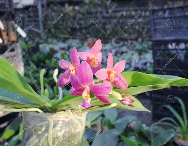 Phalaenopsis Malacea var coerulea