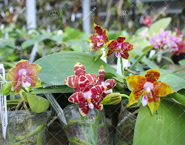 Phalaenopsis (Gelblieber 'B#1' x Hsia's Focus) x Magnificent Mibs