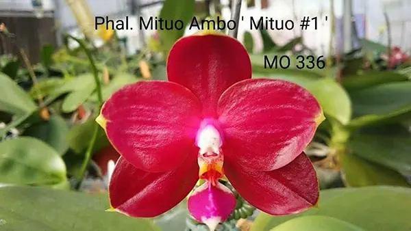 Phalaenopsis Mituo Ambo 'Mituo #1'