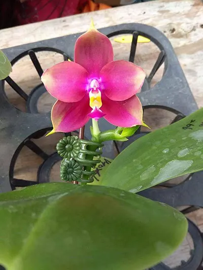 Phalaenopsis Mituo King Bellina 'Big R1'