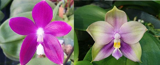 Phalaenopsis speciosa x Mituo Prince 'Bb'