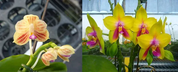 Phalaenopsis javanica x Ld's Bear Queen