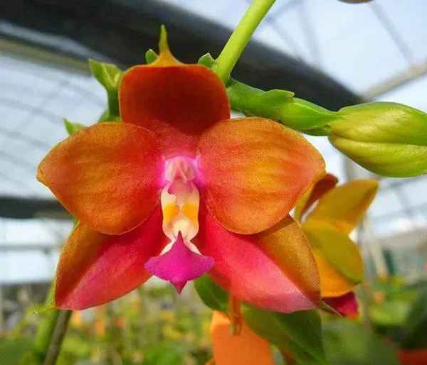Phalaenopsis Ld's Bear King 'YK-7'