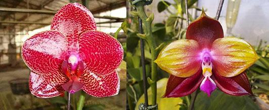 Phalaenopsis Mituo Sun 'Mituo #1' x Ld's Bear King 'YK-10'