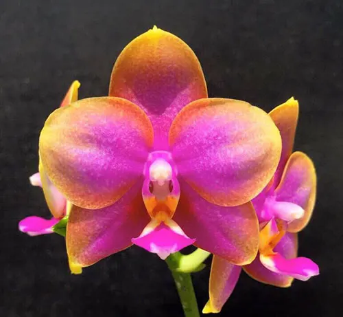 Phalaenopsis AL Redsun Queen 'Carribean Sunset' (clone)