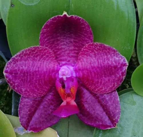 Phalaenopsis Zheng Min Quetzalcoatlus #3