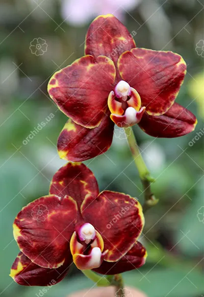 Phalaenopsis (Haur Jin Diamond x Sogo Manager) x Yaphon Goldnight