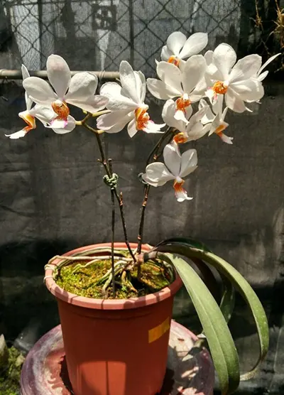 Holconopsis Pingtung Belt (Phalaenopsis Sogo Genki x Holcoglossum wangii)