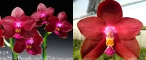 Phalaenopsis Zheng Min Orion (Tying Shin Beagle 'Peter' x Ld's Bear King 'Peter')
