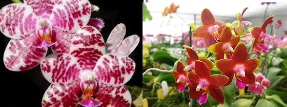 Phalaenopsis Zheng Min Fregata (Natasha 'Joy #3' x Zheng Min Brontosaurus 'Peter')