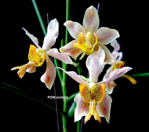 Paraphalaenopsis labukensis x Vanda teres