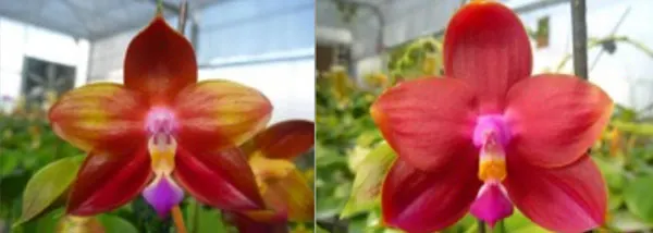 Phalaenopsis Ld's Bear King 'YK10' x Ld's Bear King 'RK3'