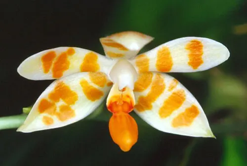 Phalaenopsis maculata flava