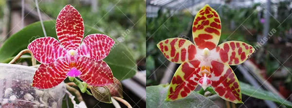Phalaenopsis Zuma Jo (Joey 'Yin#1' x amboinensis 'Nicole')