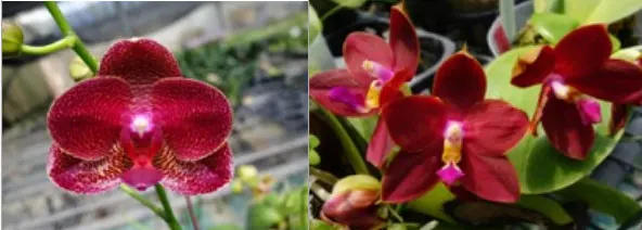 Phalaenopsis Mituo King 'RK1' (Mituo Sun x LD's Bear King 'RK-1')