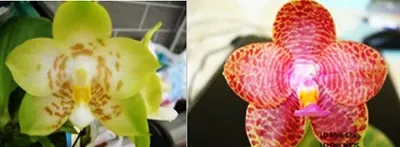 Phalaenopsis (PK x Chang Maw Jade) x LD Mok Chio