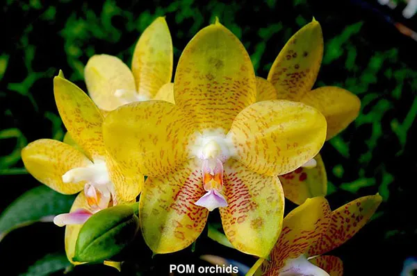 Phalaenopsis  LD Giga King ' Princess'