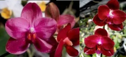 Phalaenopsis Chang Jih Lady x Mituo Sun x (Ching Her Buddha x Mituo Sun)