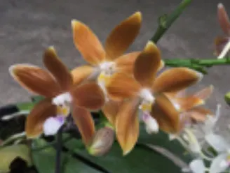 Phalaenopsis speciosa 'Bronze Blue Lip'