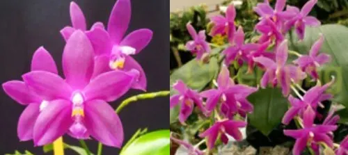 Phalaenopsis Chienlung Claret x Java