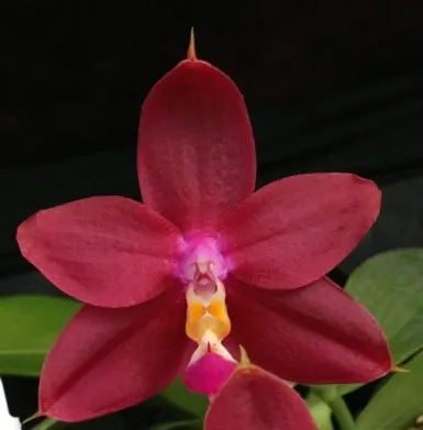 Phalaenopsis Yaphon Sensational