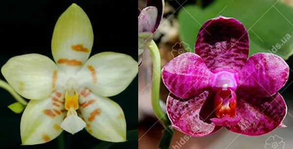 Phalaenopsis (Gelblieber x I-Hsin Spot Eagle)